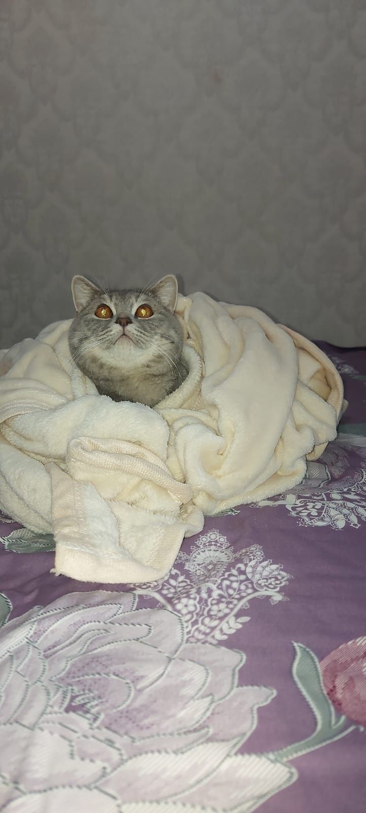 Кот бесплатно дворняга