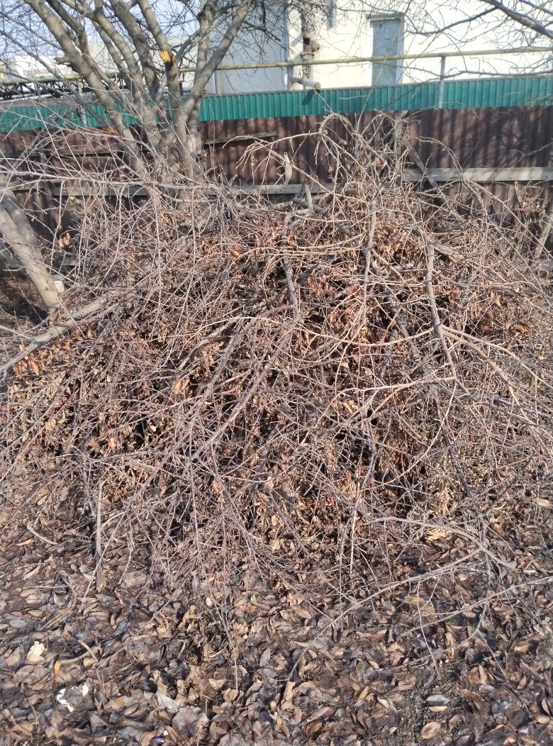 Дрова, отын тегін