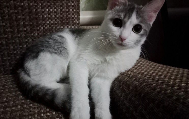 Потерялся кот Сахар