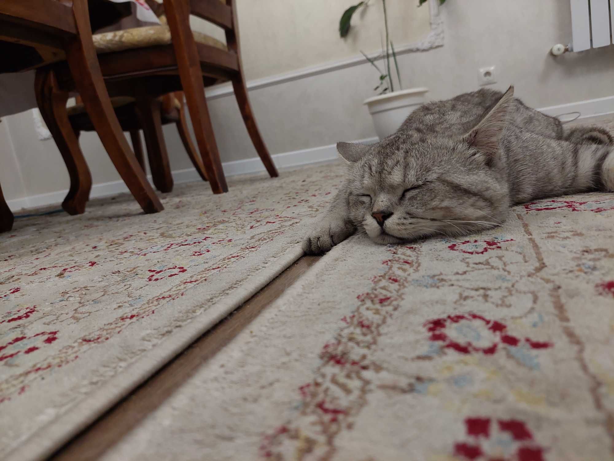 Потерялся кот Ярик