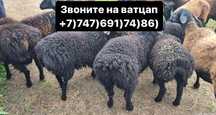 Бараны Овцы ягнят Едельбай Гиссаровские