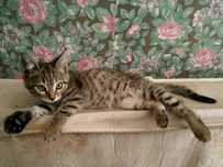 Отдам котёнка мальчика
