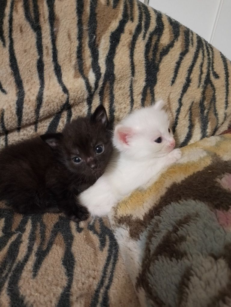 Отдам котят в добрые руки