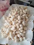 курт колдын курты