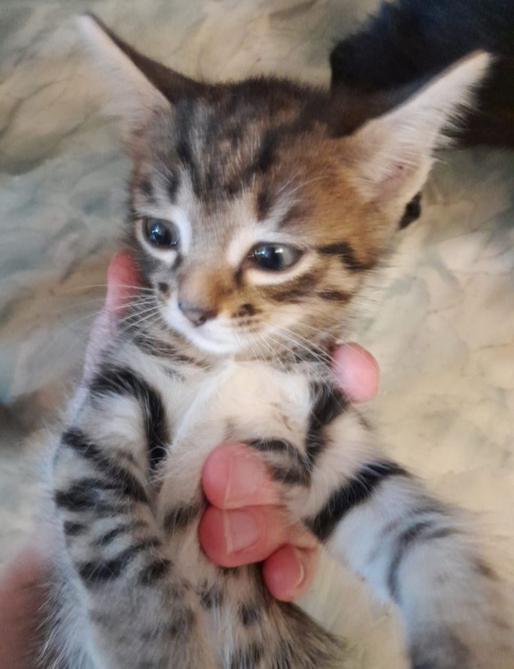 Отдаём котят в добрые руки