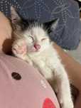 отдам котенка в добрые руки