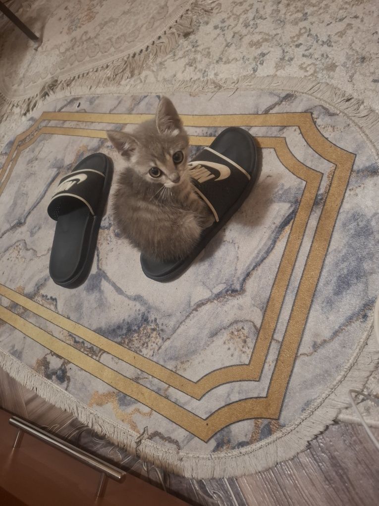Отдам бесплатно котенка