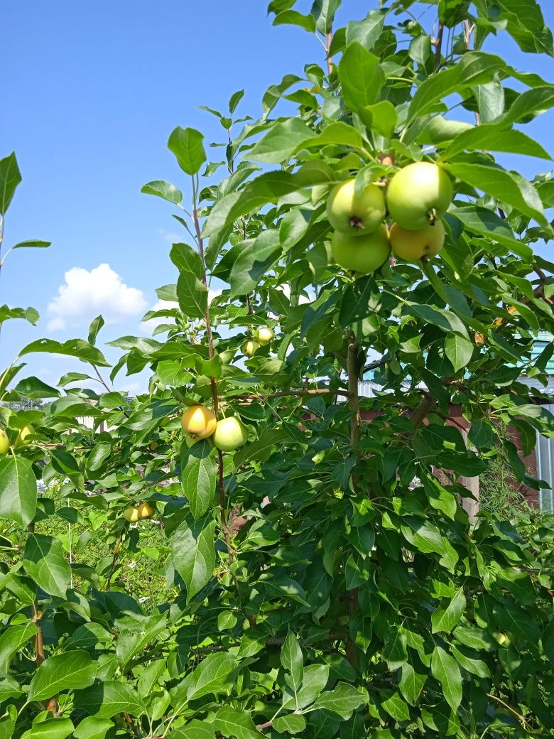 Продам частный дом (особняк) п.Владимировка