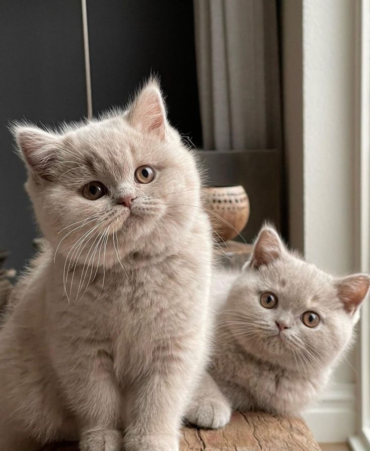 Вязка, британского кота