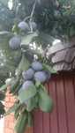 Продам сливу большую сладкую