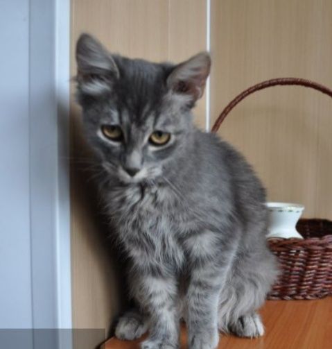 Котятки -котятушки-мальчики