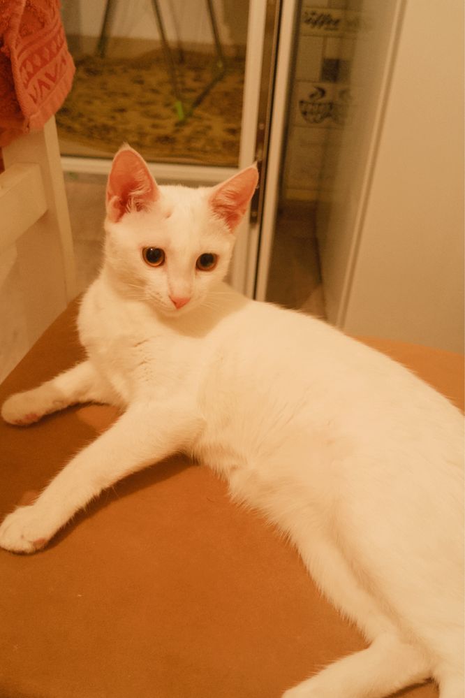 Белая кошка, 1год 4 месяца