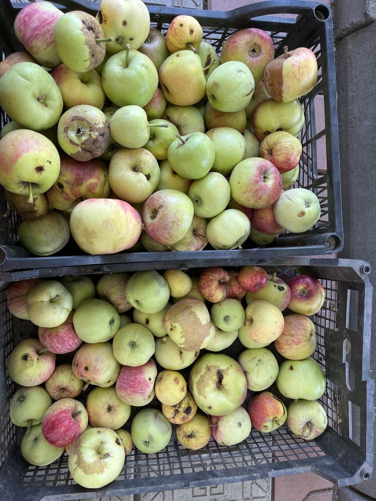 Продам падалец яблоки