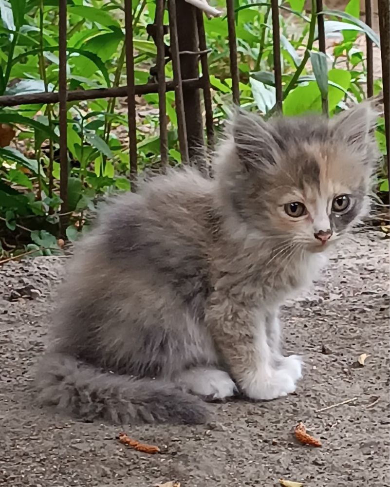 Отдам котят сибирского крысолова