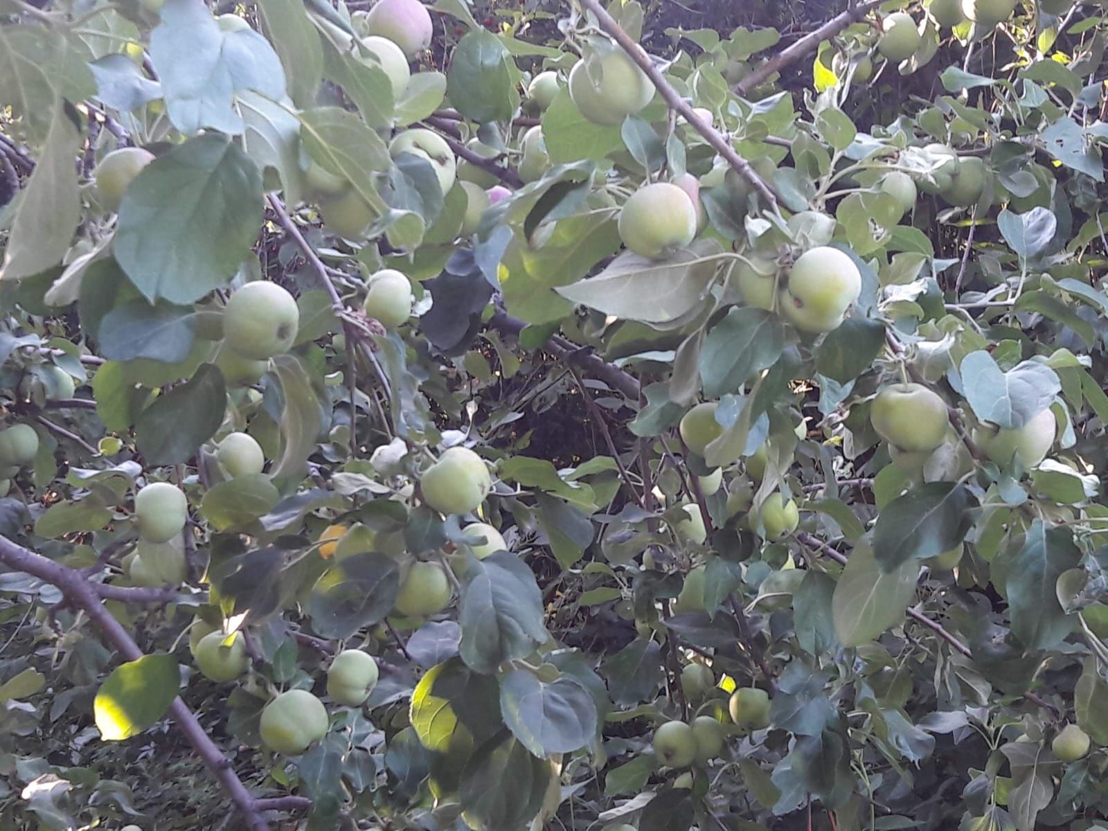Продам дачу, келещек, геолог 3