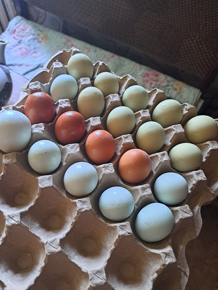 Яйца куриные домашние