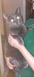 Домашний котенок