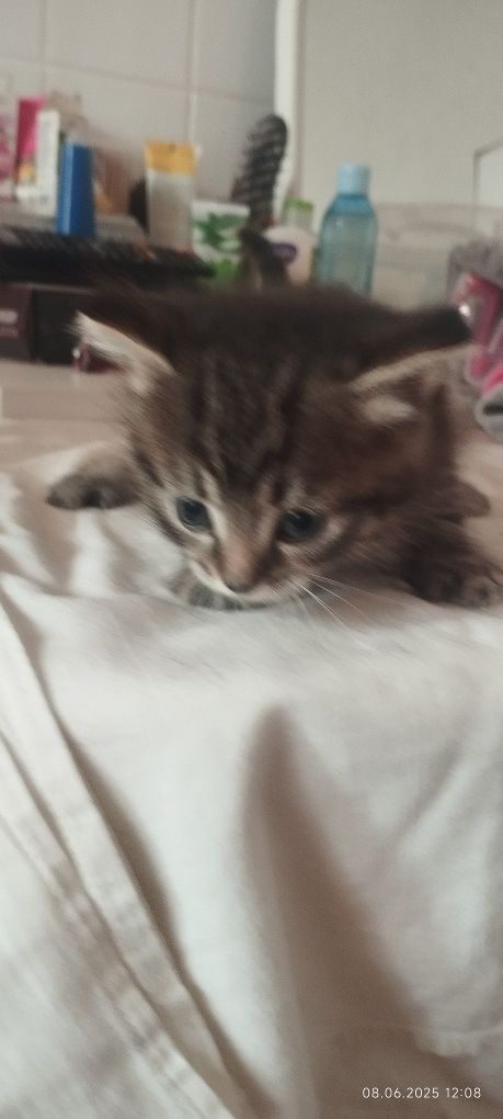 Дарю котят бесплатно
