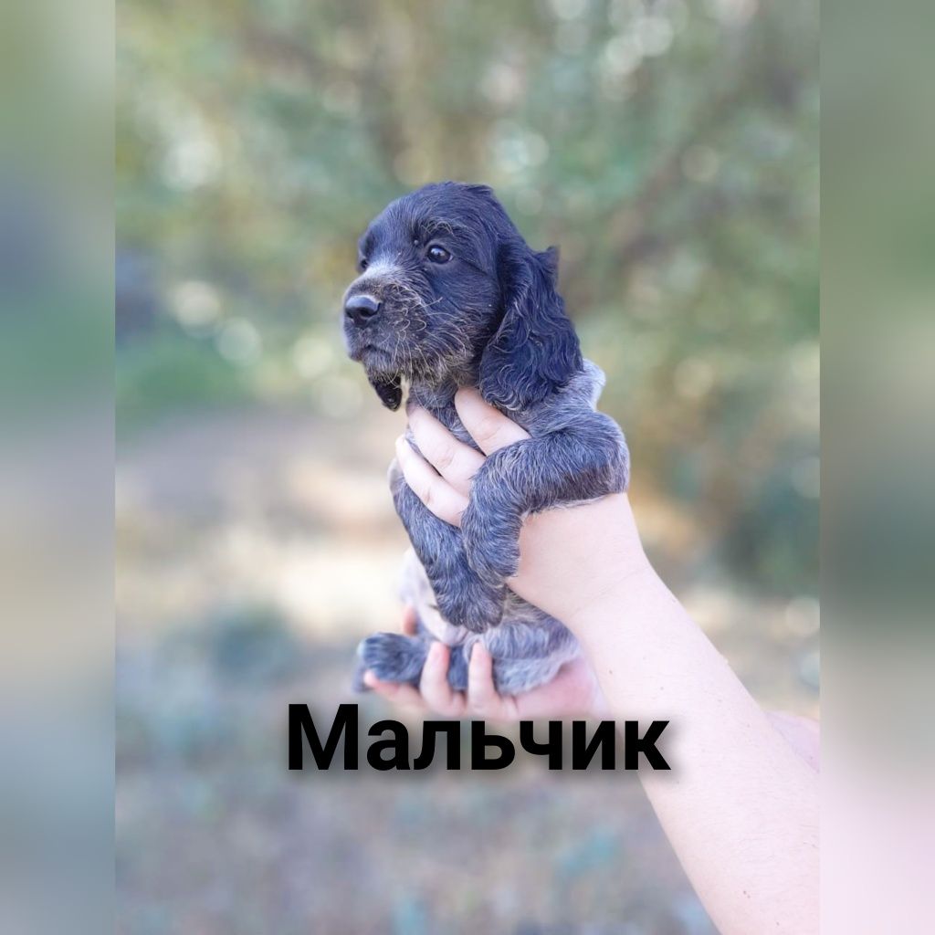 Продам щенков русского спаниеля