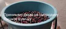 Смородина крупные свежие отборные