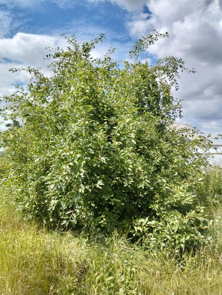 Продам дачу СО Автомобилист