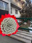 Денежный букет,букеты из денег,цветы
