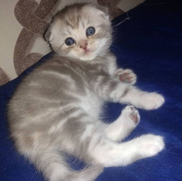 Вязка. Кот. Скоттиш фолд.