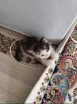 Котенок мальчик,здоровый,игривый,ласковый в добрые руки