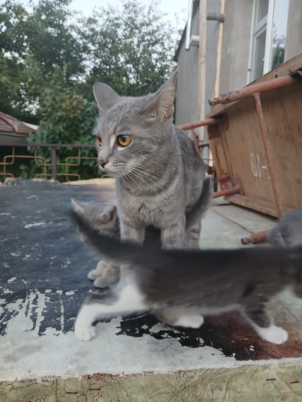 Продаются котята