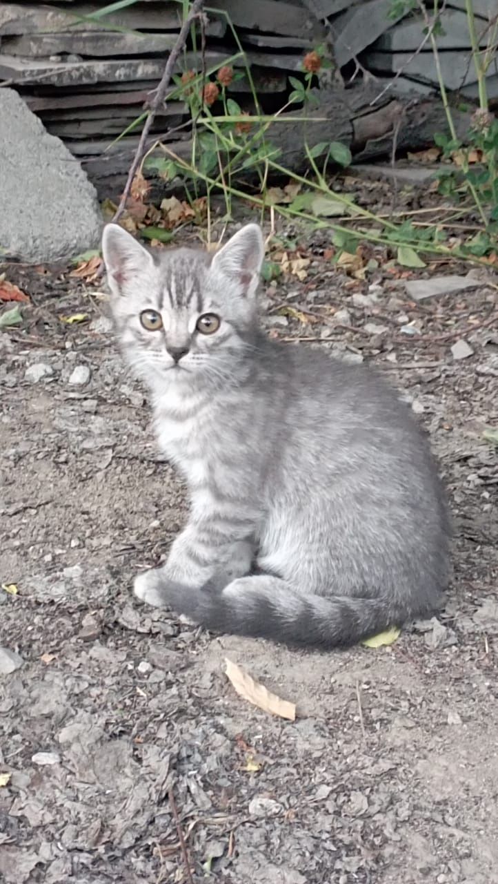 Отдам котят бесплатно