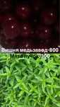 Вишня и мята медьзаводские дачи