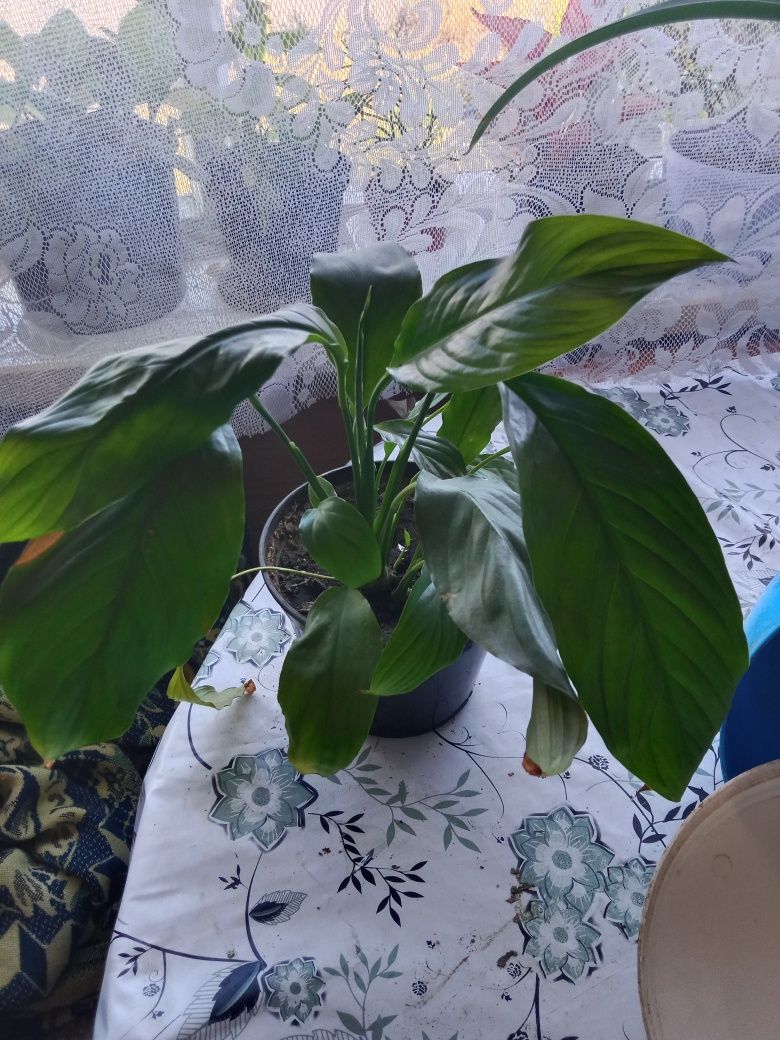 Продам ухоженные цветы