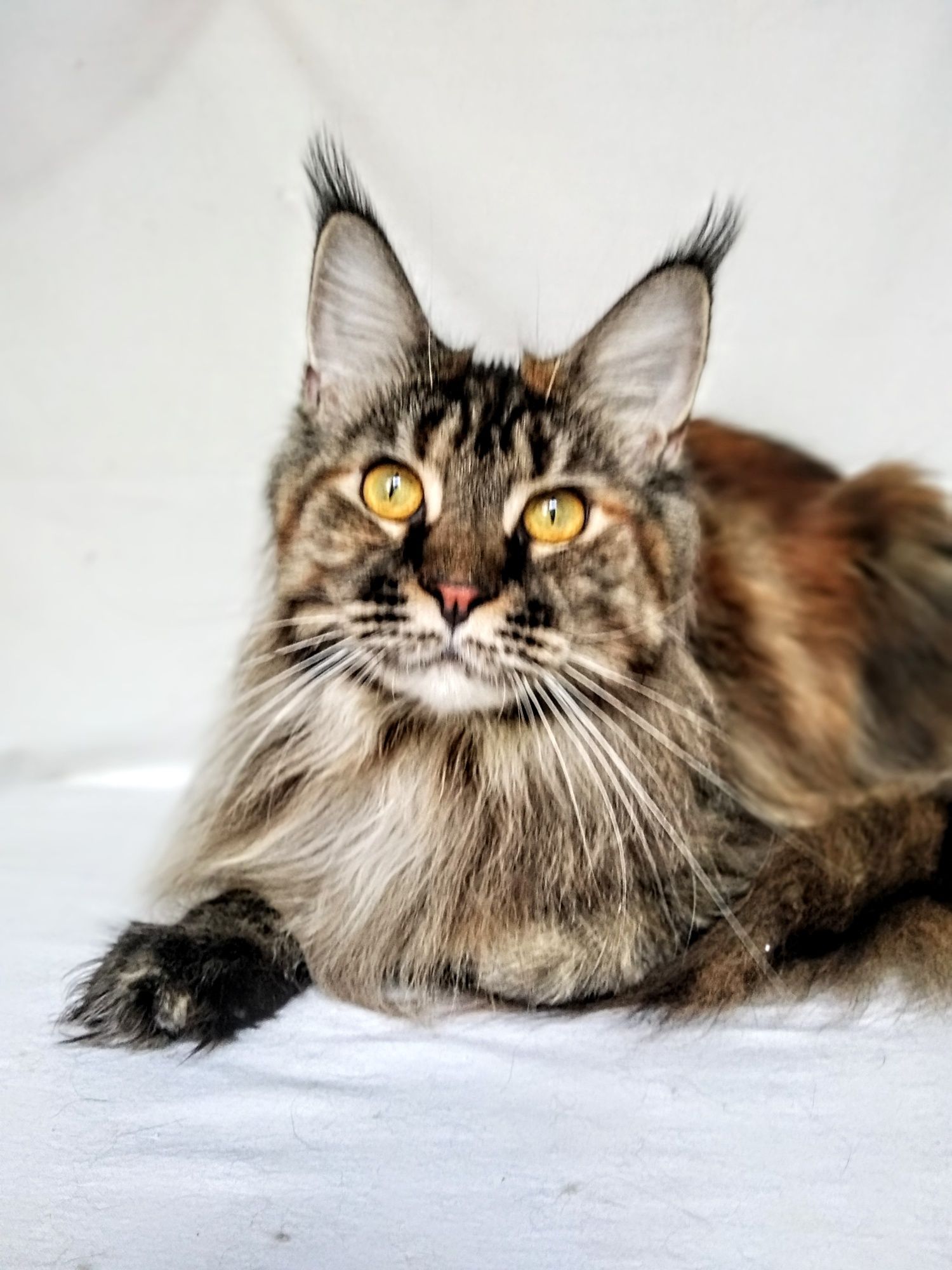 Роскошные кошки Мейн Кун выведенные из разведения Питомник Fluffy Tale