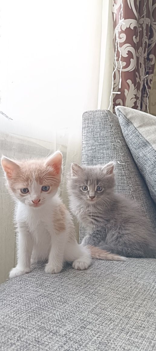 Отдам котят в добрые руки