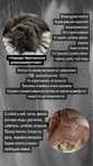 Британская длинношёрстная кошка