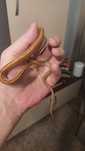Маисовый полоз самка Морфа: Hypo Tessera Motlley