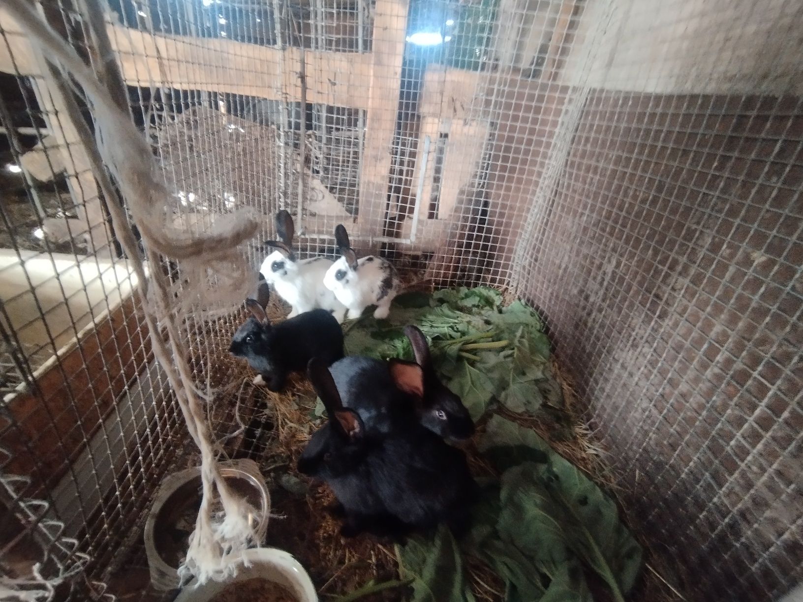 Продам кроликов 2 месяца