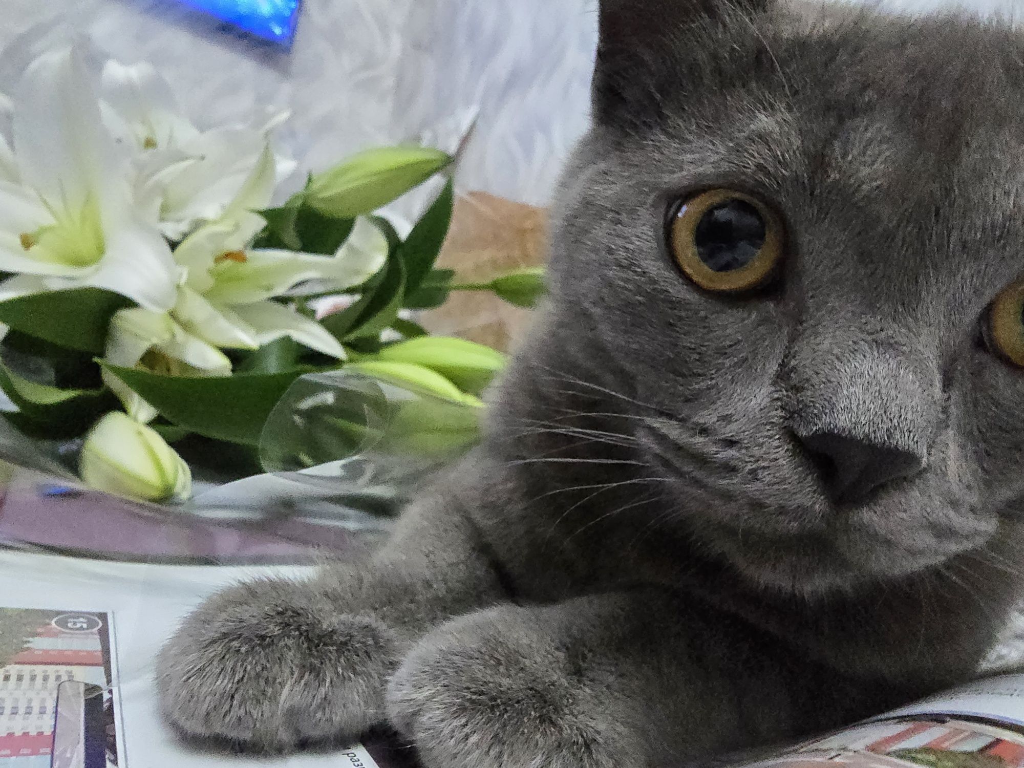 Отдам котиков, два мальчика