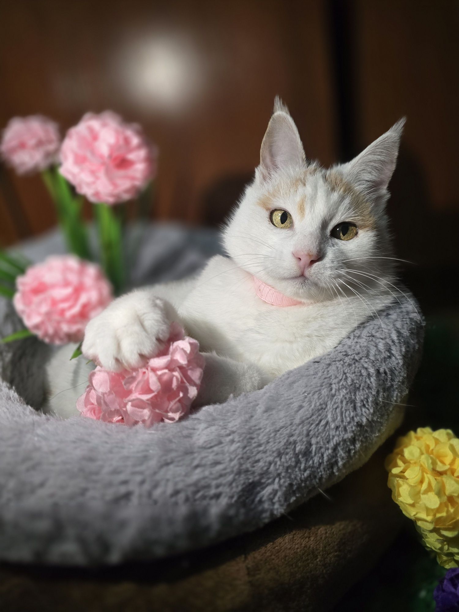 В любящие руки, кошка Снежана
