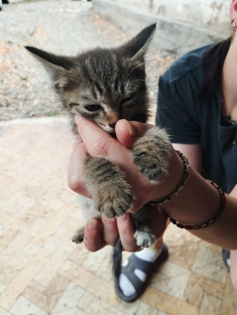 Отдам котят в добрые руки :3