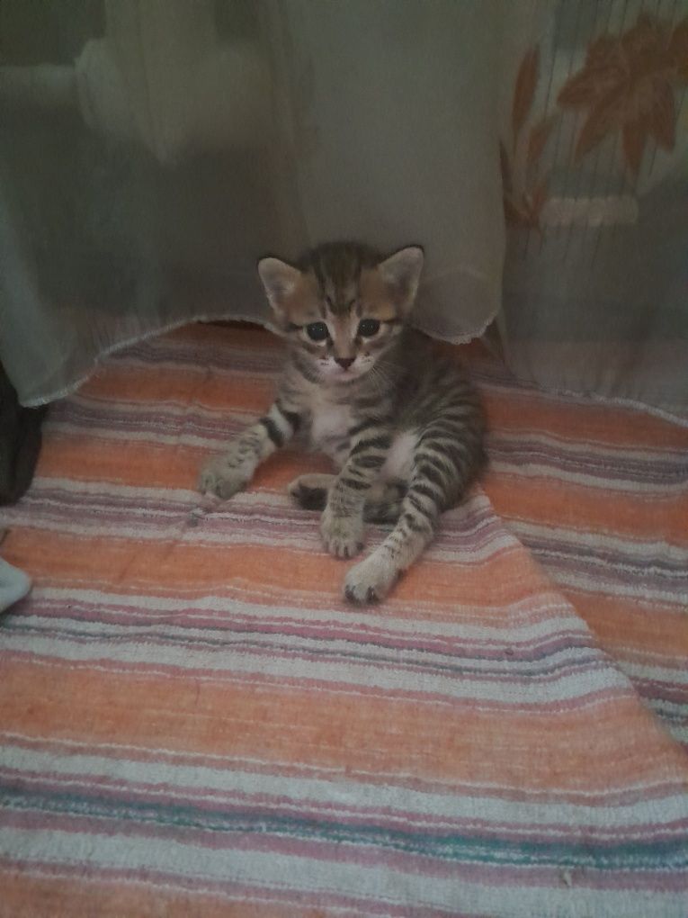 Отдам котят в хорошие руки