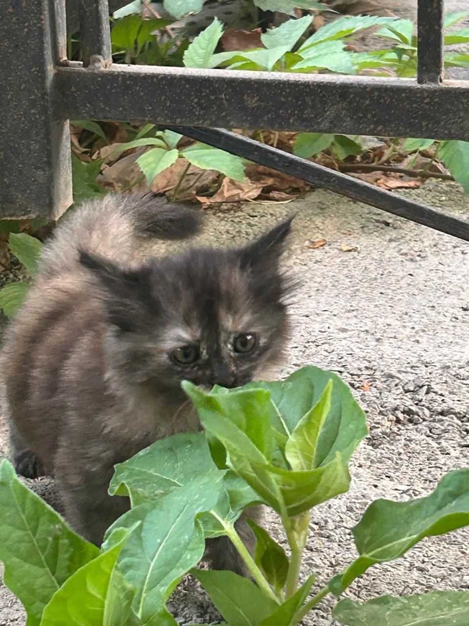 Котёнок ласковый.