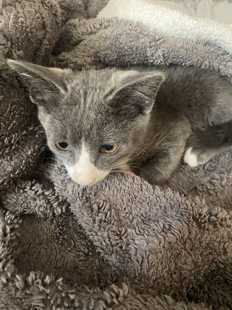 Отдаём котёнка в добрые руки