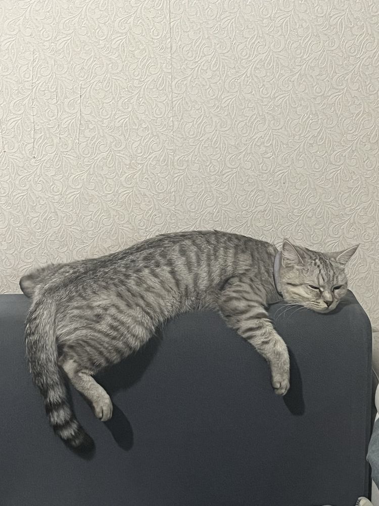 Британка ищет дом