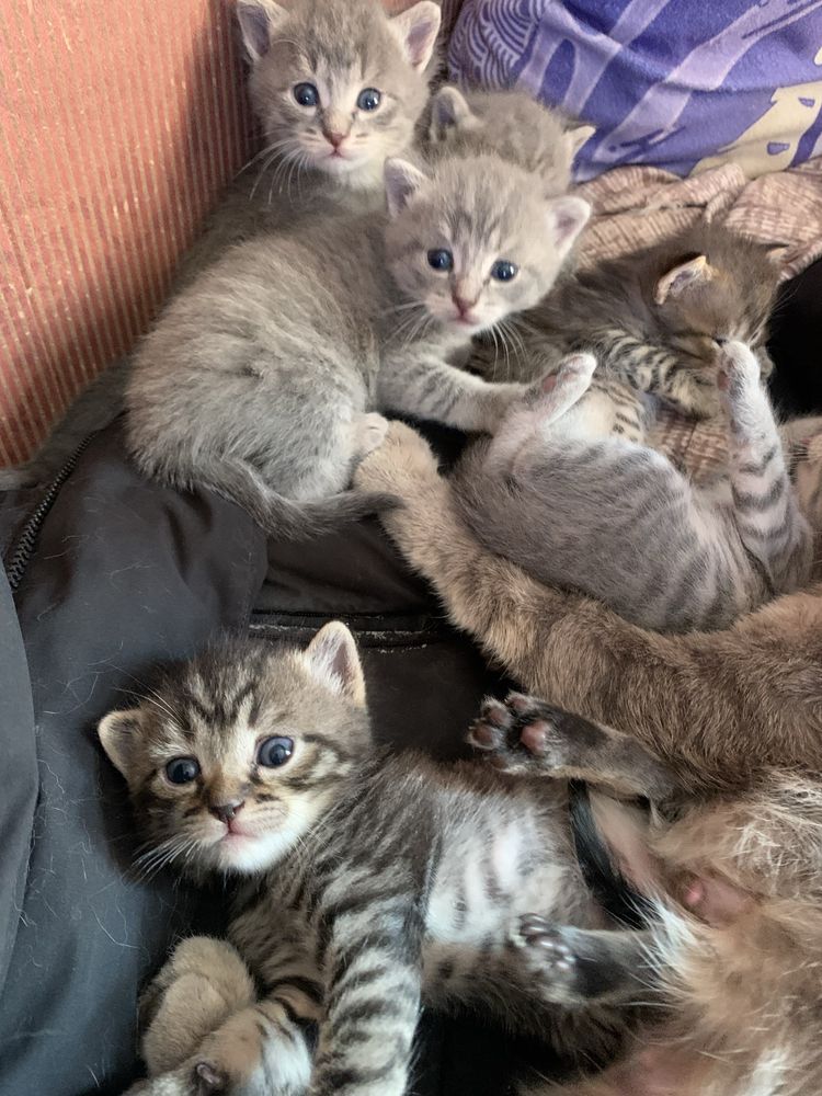 Бесплатно отдам котят в добрые руки.пять мальчиков,одна девочка.