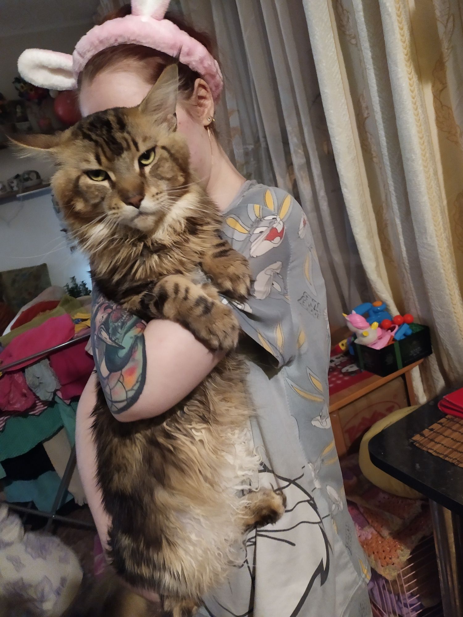 Продам котенка мейнкуна