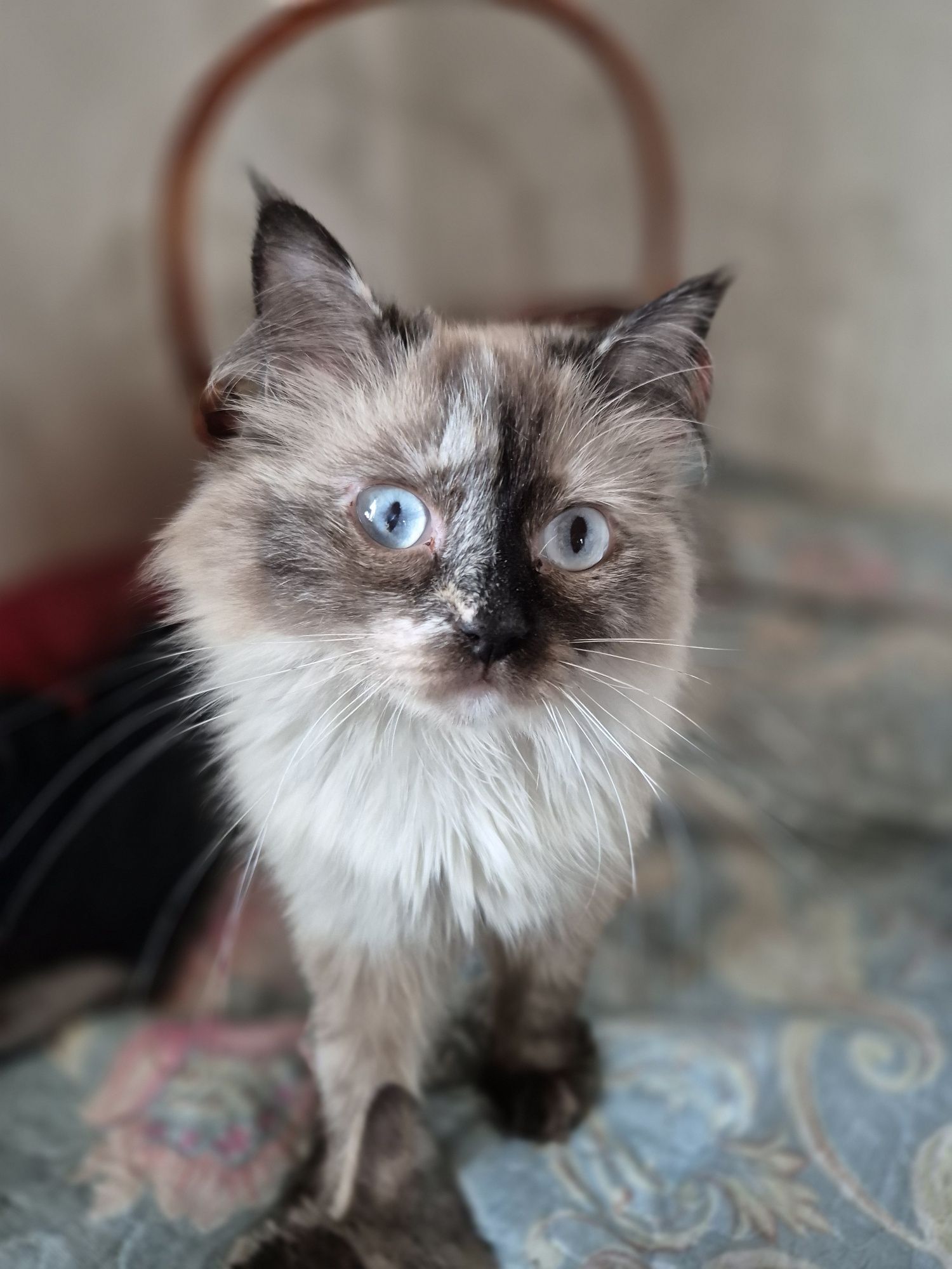 Отдам породистых  кошек в хорошие руки
