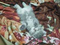 Котята британцы чистокровные