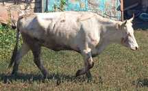 Продам стельную корову первотелку