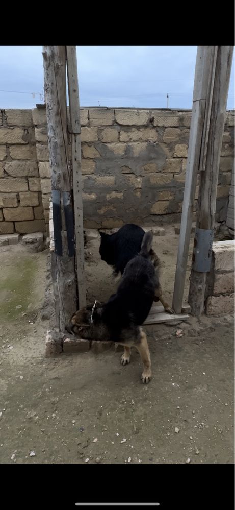 Срочно продается немецкий